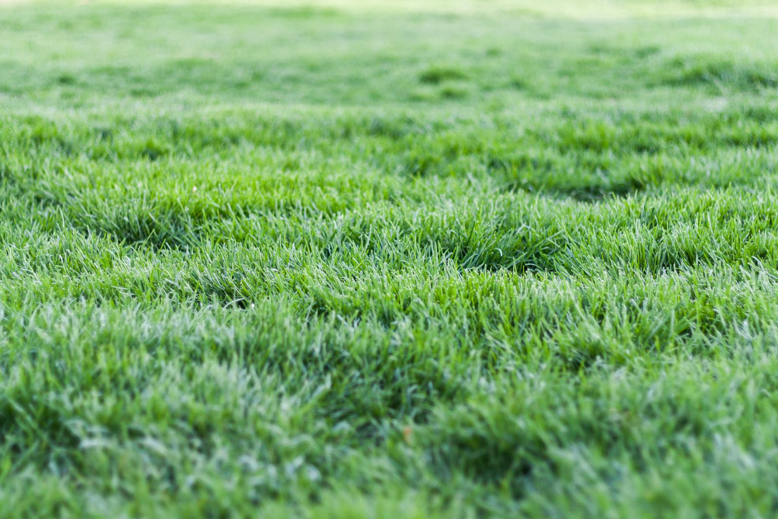 Lush, even Bermuda lawn after a weekly cut.